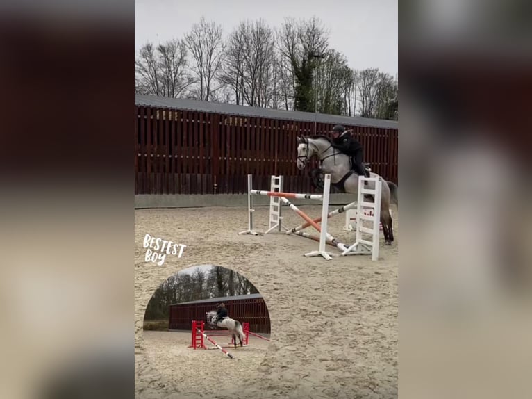 Selle Français Hengst 10 Jaar 170 cm Schimmel in Grote Brogel