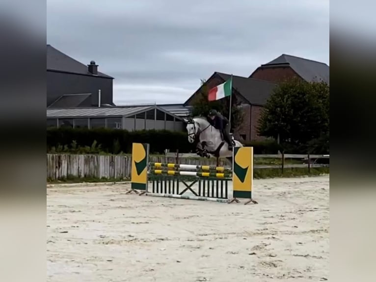 Selle Français Hengst 10 Jaar 170 cm Schimmel in Grote Brogel