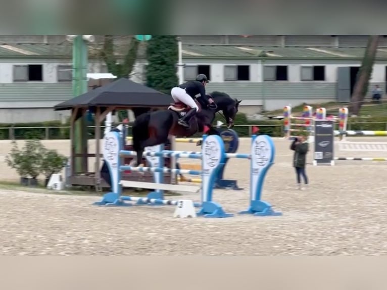 Selle Francais Hengst 10 Jahre 164 cm Rotbrauner in Saint-Pierre-de-Coutances