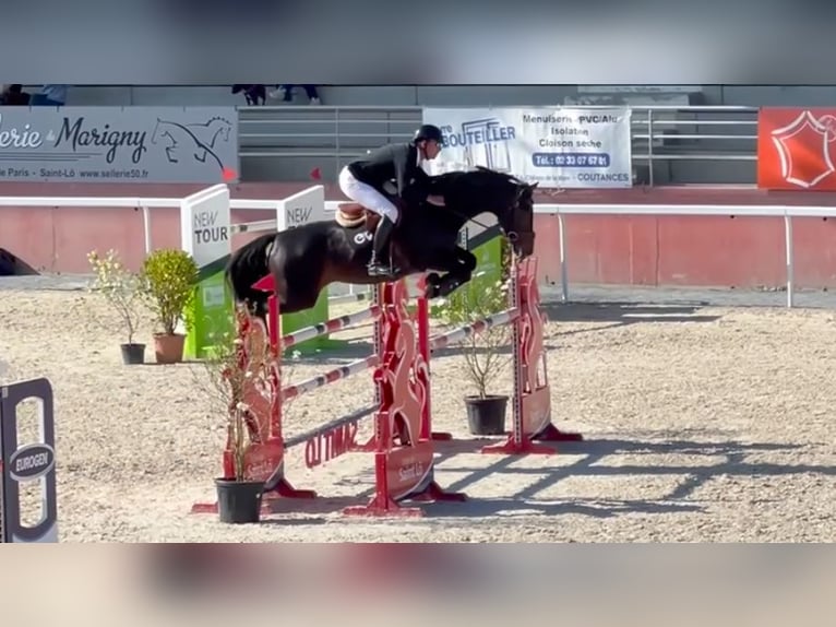 Selle Francais Hengst 10 Jahre 164 cm Rotbrauner in Saint-Pierre-de-Coutances