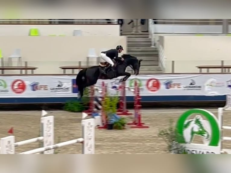 Selle Francais Hengst 10 Jahre 164 cm Rotbrauner in Saint-Pierre-de-Coutances