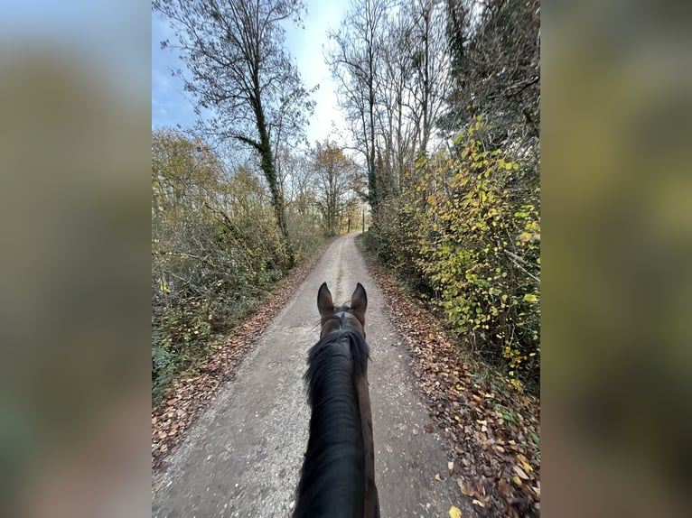 Selle Francais Hengst 10 Jahre 168 cm Brauner in Souvigny-En-Sologne