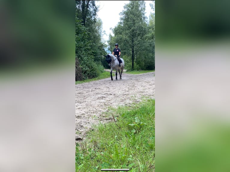 Selle Francais Hengst 10 Jahre 170 cm Schimmel in Grote Brogel