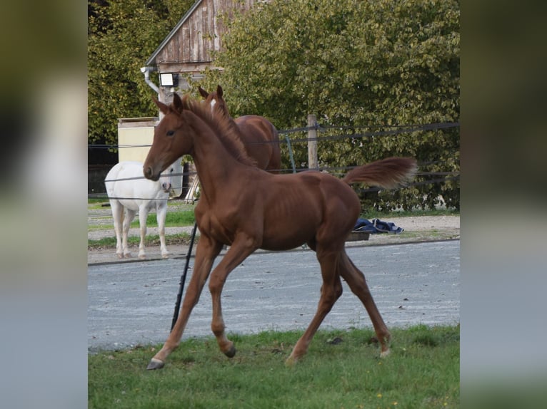 Selle Français Hengst 1 Jaar 130 cm Vos in Lombron