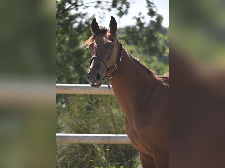 Selle Français Hengst 1 Jaar 140 cm Bruin in GROTE-BROGEL