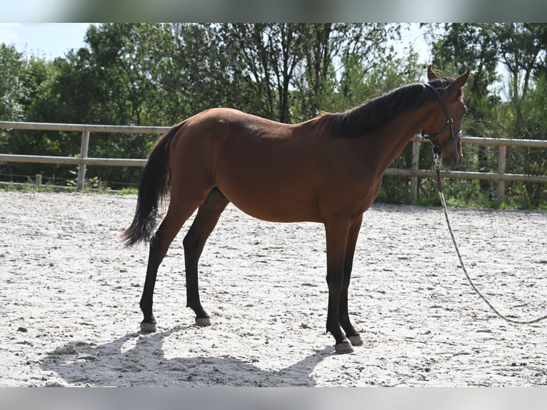 Selle Français Hengst 1 Jaar 140 cm Bruin in GROTE-BROGEL