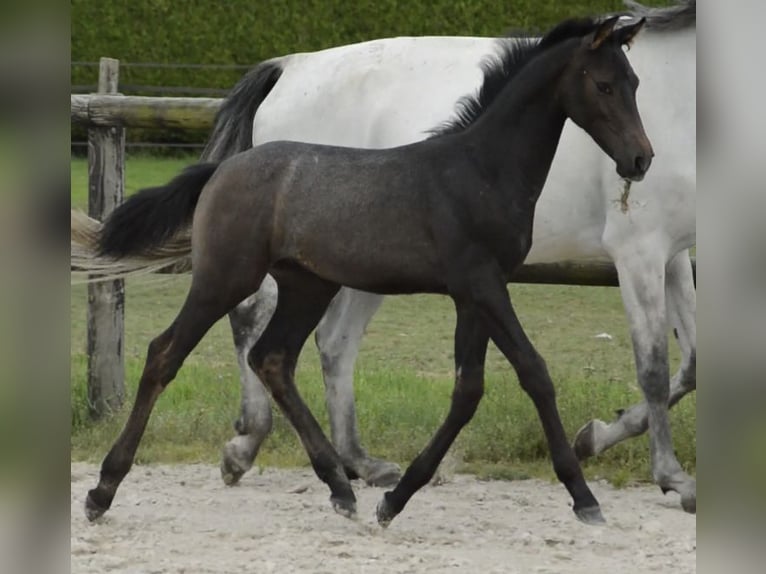 Selle Français Hengst 1 Jaar 140 cm Bruin in Eijsden