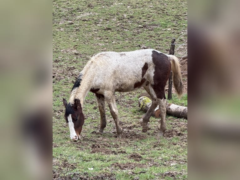 Selle Français Hengst 1 Jaar 140 cm Gevlekt-paard in Beaufort