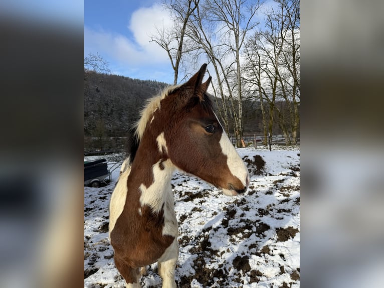 Selle Français Hengst 1 Jaar 140 cm Gevlekt-paard in Beaufort