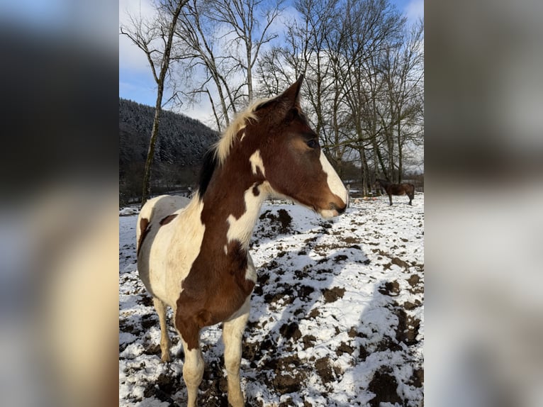 Selle Français Hengst 1 Jaar 140 cm Gevlekt-paard in Beaufort