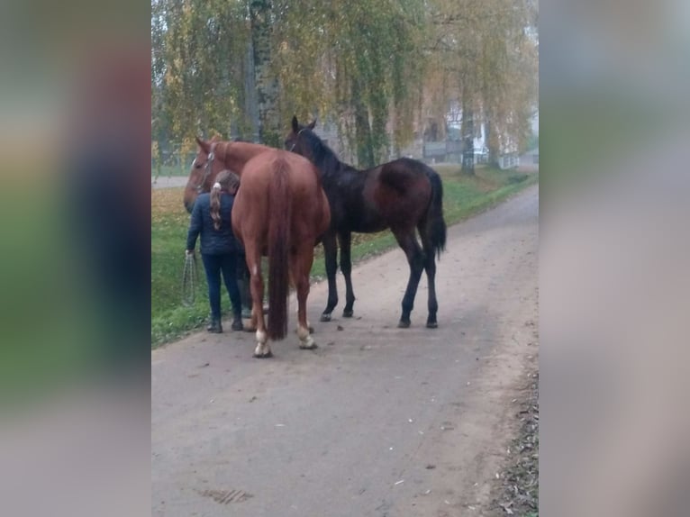 Selle Français Hengst 1 Jaar 145 cm Bruin in Jetterswiller