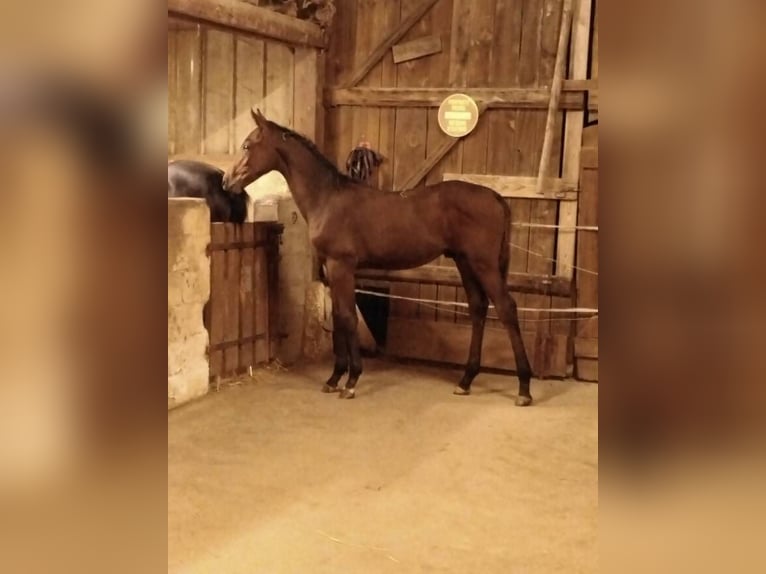 Selle Français Hengst 1 Jaar 145 cm Bruin in Jetterswiller