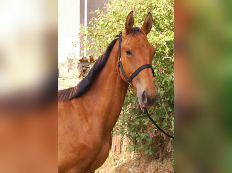 Selle Français Hengst 1 Jaar 145 cm Lichtbruin in Cezais