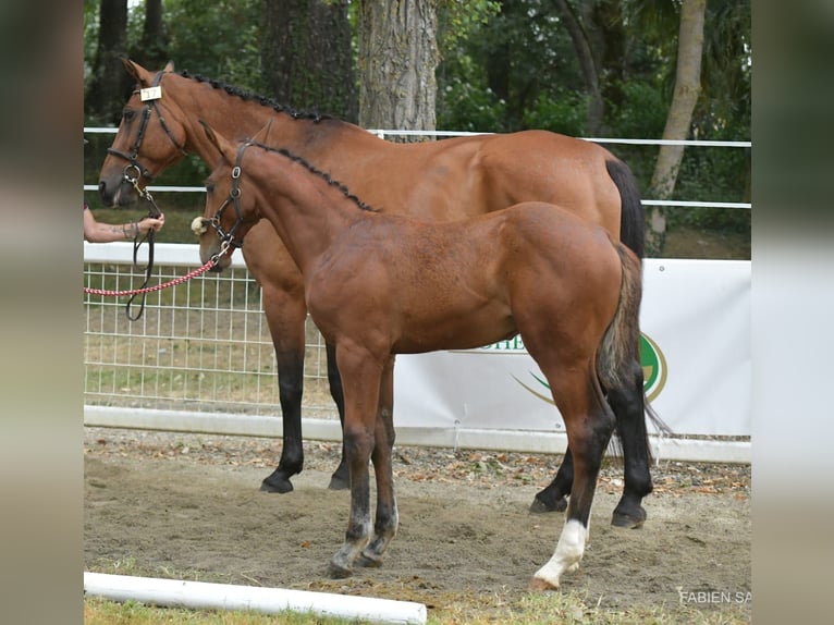 Selle Français Hengst 1 Jaar 155 cm Bruin in PRONDINES