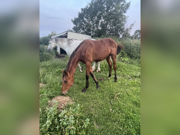 Selle Français Hengst 1 Jaar 165 cm Bruin in Montlouis