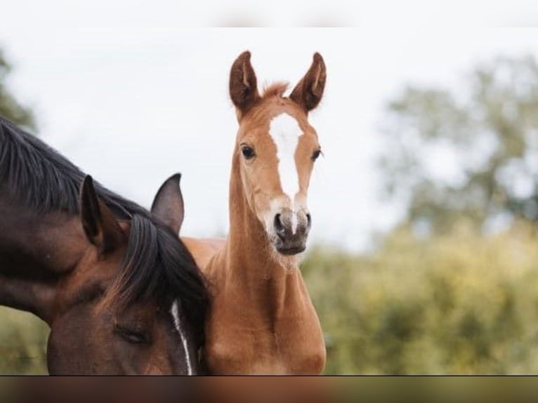 Selle Français Hengst 1 Jaar 165 cm Donkere-vos in Saint-Lô