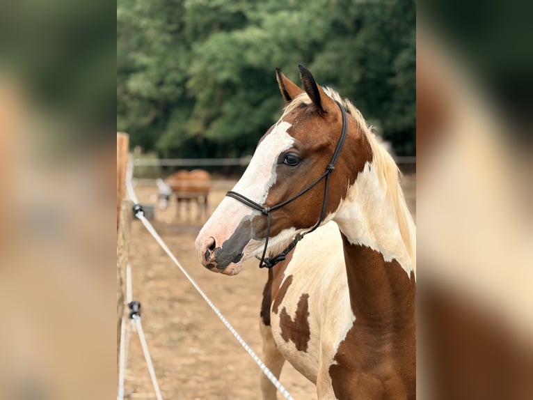 Selle Français Hengst 1 Jaar 165 cm Tobiano-alle-kleuren in Tourves