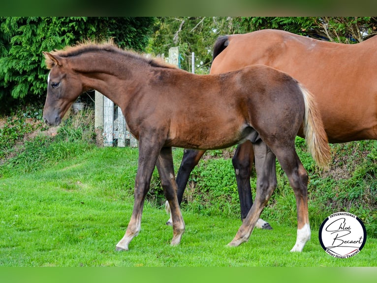 Selle Français Hengst 1 Jaar 170 cm Donkere-vos in Saint-Lô