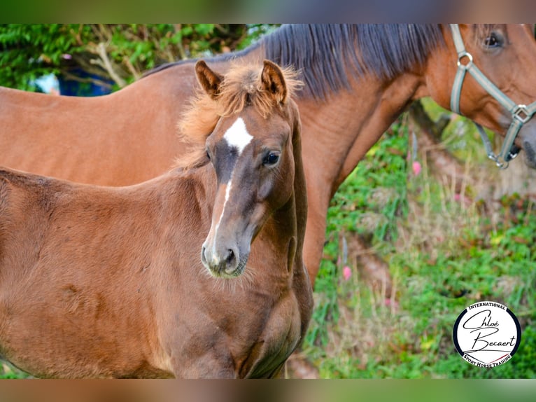 Selle Français Hengst 1 Jaar 170 cm Donkere-vos in Saint-Lô