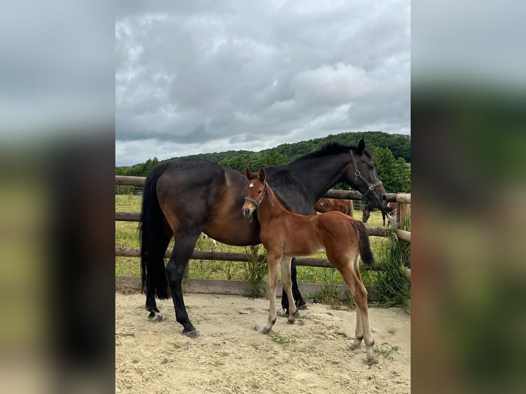 Selle Français Hengst 1 Jaar Bruin in dame marie