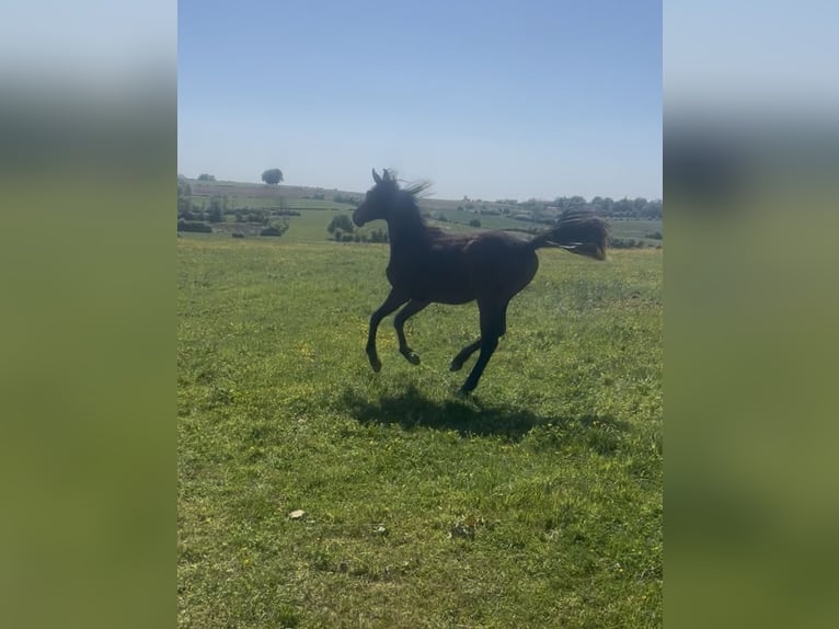 Selle Français Hengst 1 Jaar Bruin in Buire