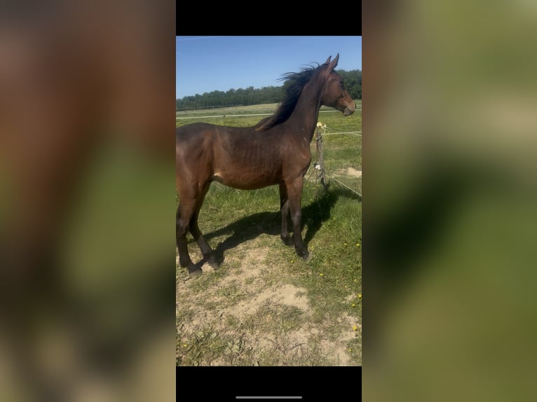 Selle Français Hengst 1 Jaar Bruin in Buire