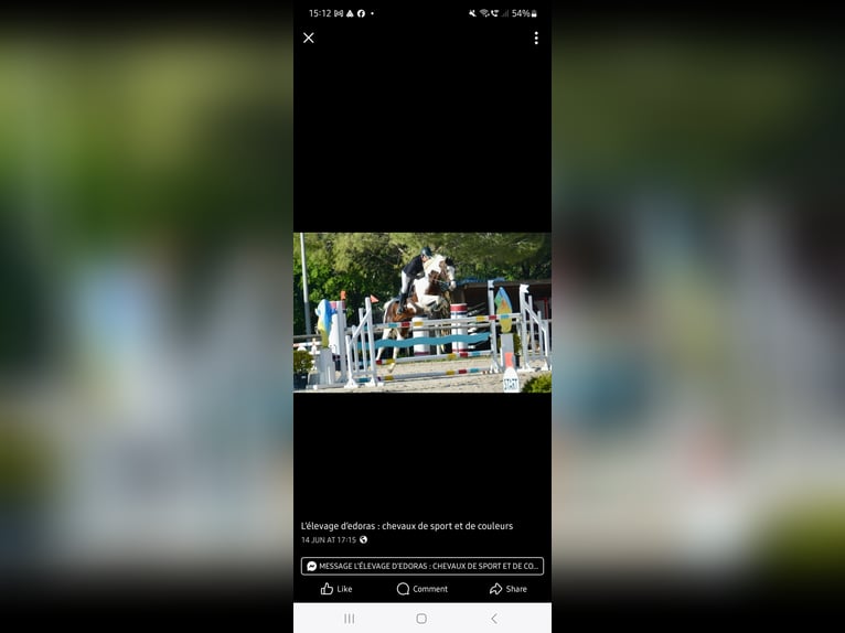 Selle Français Hengst 1 Jaar Gevlekt-paard in Trévé