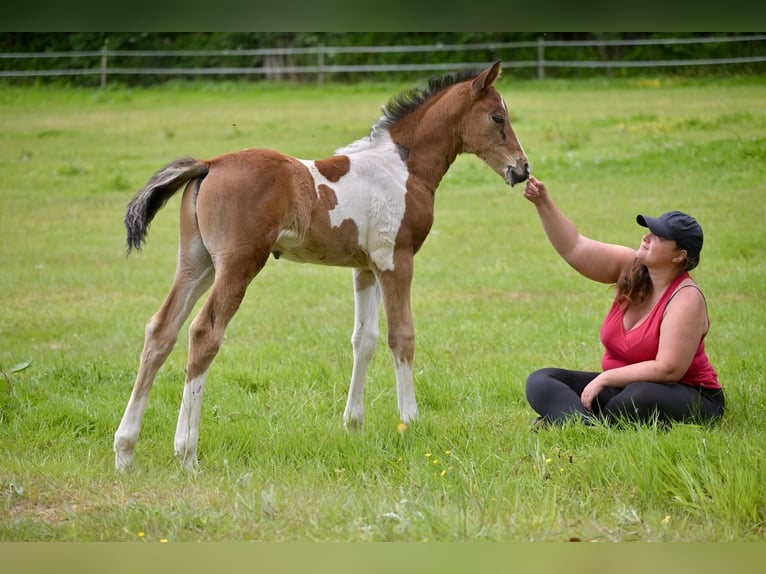 Selle Français Hengst 1 Jaar Gevlekt-paard in Trévé