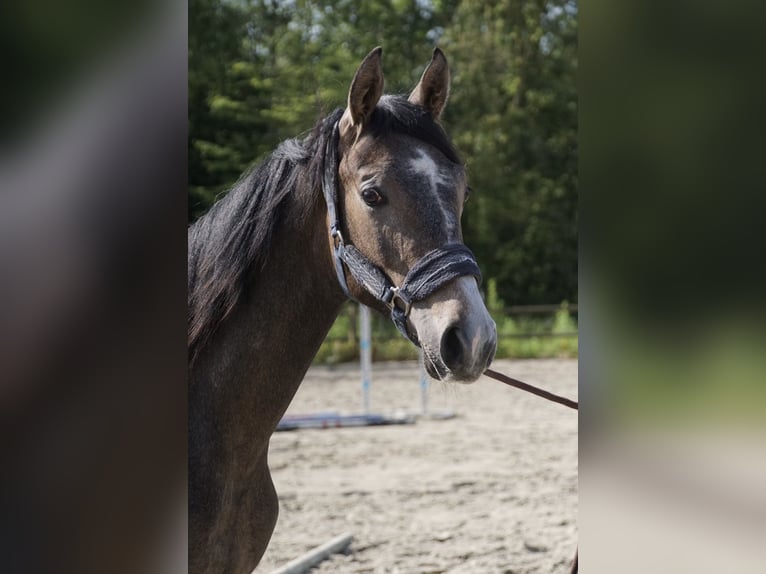 Selle Français Hengst 1 Jaar Schimmel in Tatinghem