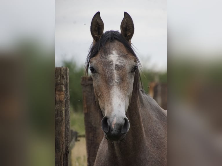 Selle Français Hengst 1 Jaar Schimmel in Tatinghem