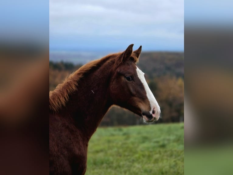 Selle Français Hengst 1 Jaar Vos in St Georges Haute Ville