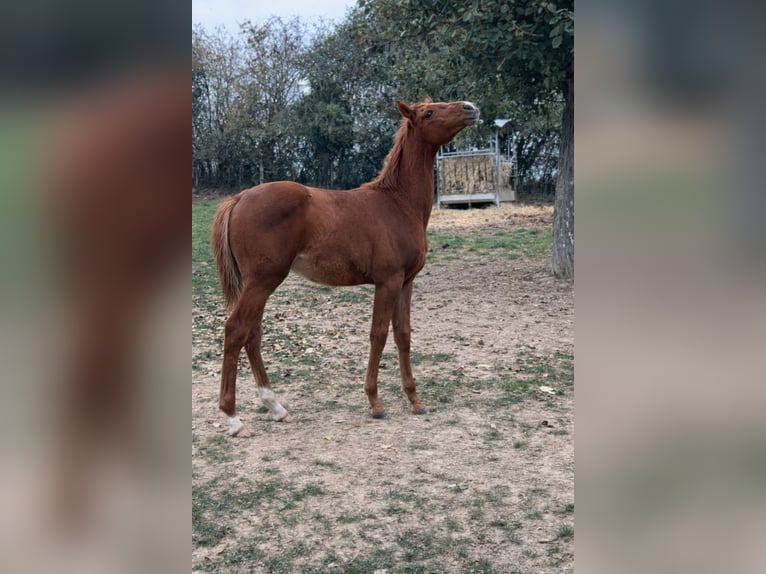 Selle Français Hengst 1 Jaar Vos in Boursay