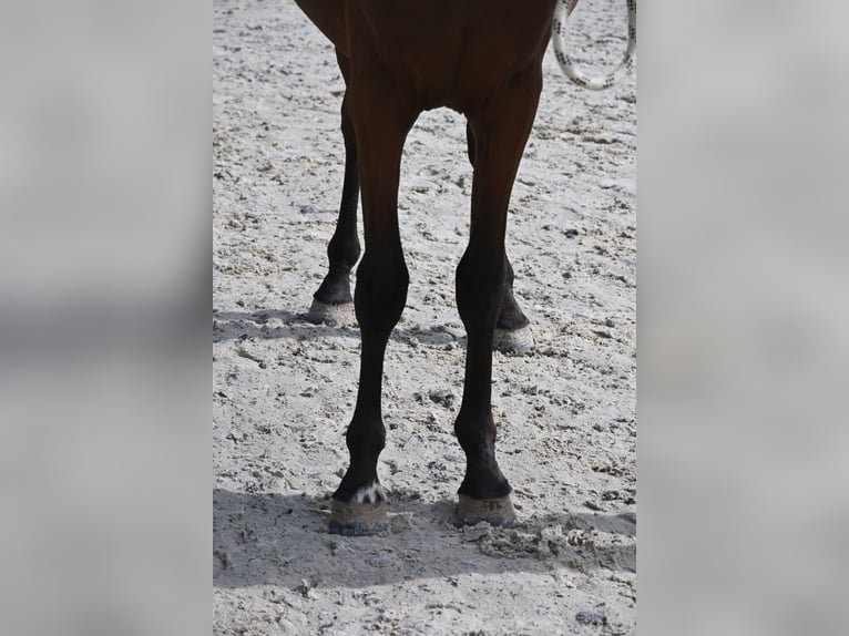 Selle Francais Hengst 1 Jahr 140 cm Brauner in GROTE-BROGEL
