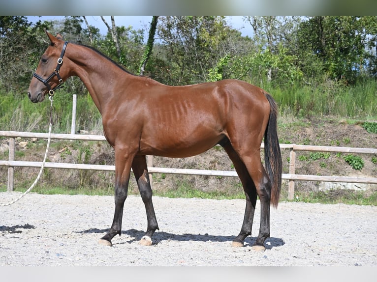 Selle Francais Hengst 1 Jahr 140 cm Brauner in GROTE-BROGEL