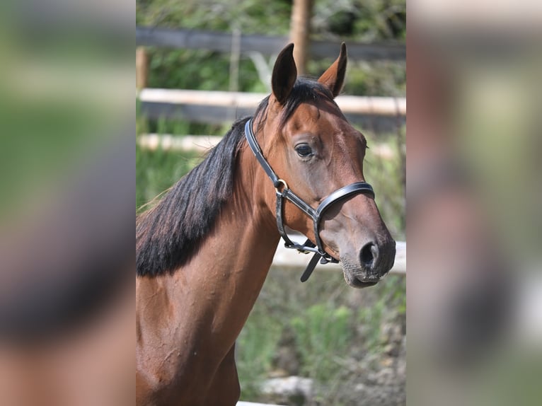 Selle Francais Hengst 1 Jahr 140 cm Brauner in GROTE-BROGEL