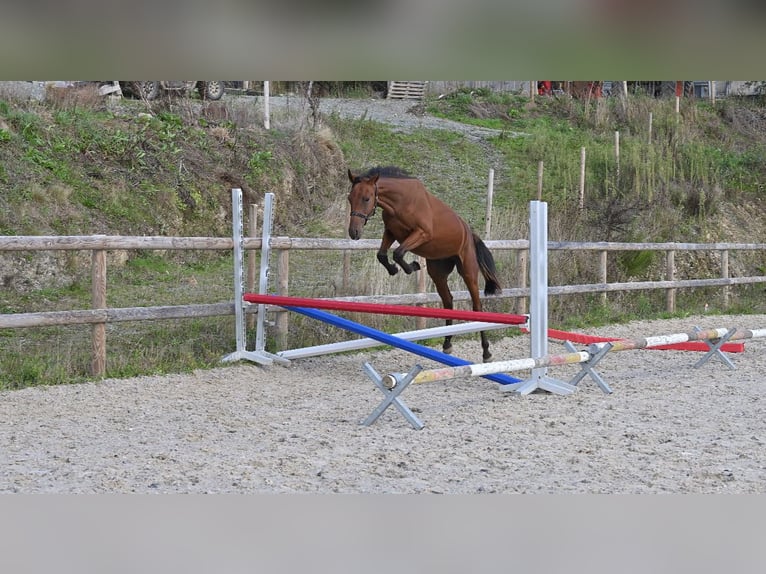 Selle Francais Hengst 1 Jahr 140 cm Brauner in GROTE-BROGEL