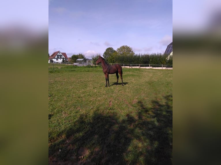 Selle Francais Hengst 1 Jahr 145 cm Brauner in Jetterswiller