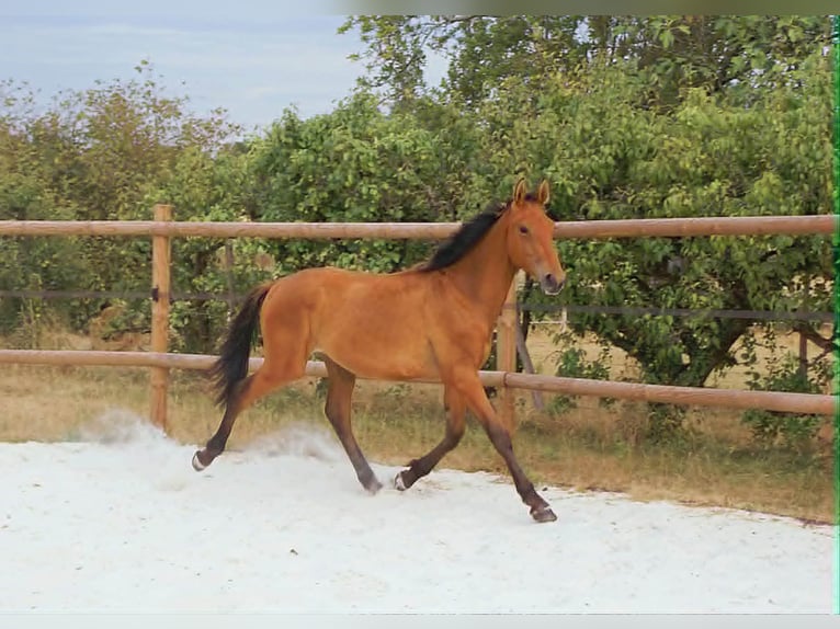 Selle Francais Hengst 1 Jahr 145 cm Hellbrauner in Cezais