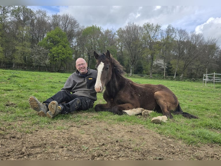 Selle Francais Hengst 1 Jahr 152 cm Schwarzbrauner in Tr&#xE9;v&#xE9;
