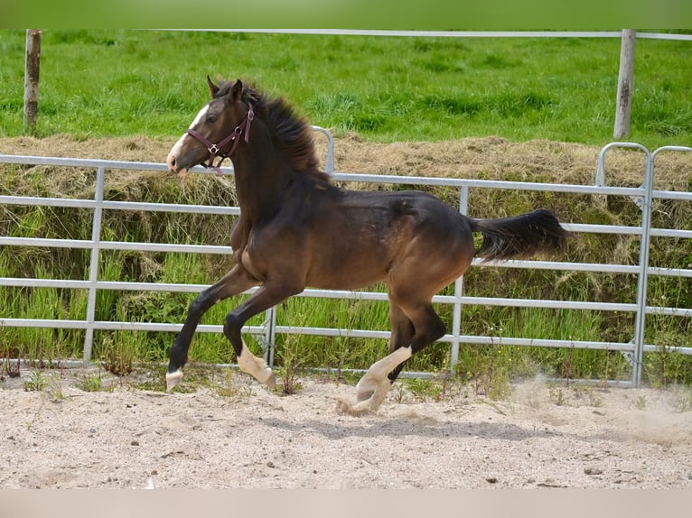 Selle Francais Hengst 1 Jahr 152 cm Schwarzbrauner in Tr&#xE9;v&#xE9;
