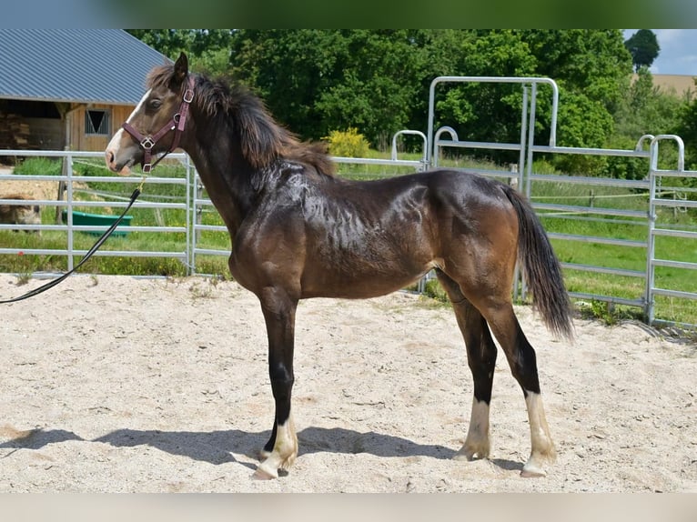 Selle Francais Hengst 1 Jahr 152 cm Schwarzbrauner in Tr&#xE9;v&#xE9;