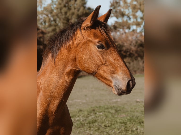 Selle Francais Hengst 1 Jahr 165 cm Brauner in Vierzon