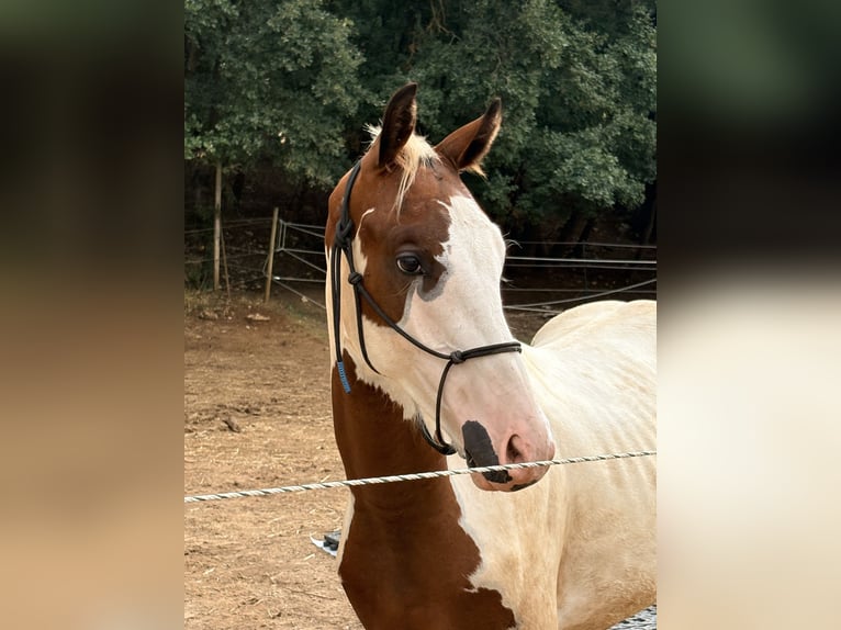 Selle Francais Hengst 1 Jahr 165 cm Tobiano-alle-Farben in Tourves