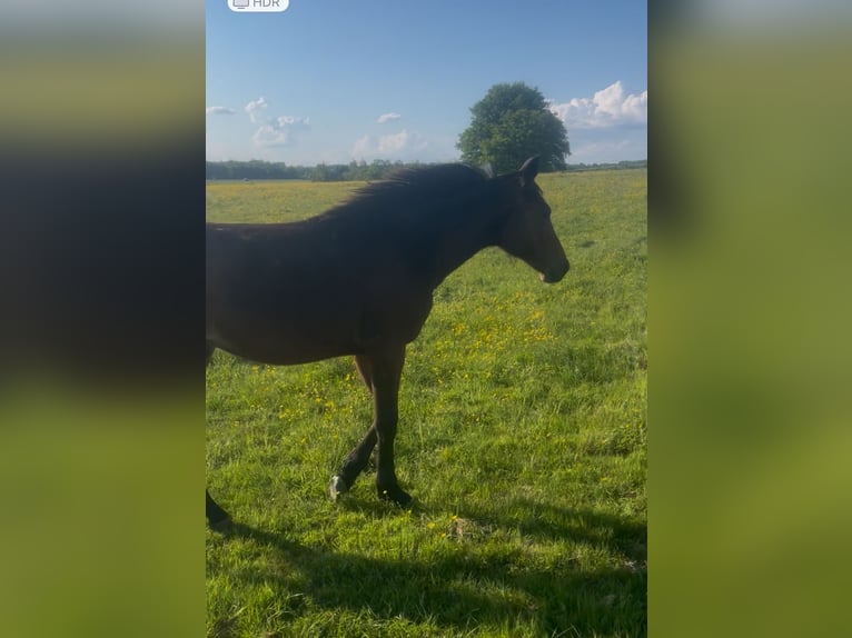 Selle Francais Hengst 1 Jahr Brauner in Buire