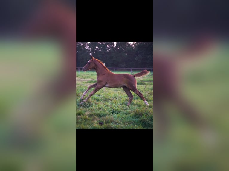 Selle Francais Hengst 1 Jahr Dunkelfuchs in Caligny