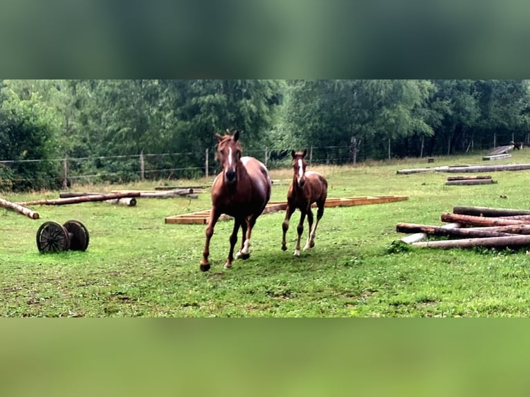 Selle Francais Hengst 1 Jahr Dunkelfuchs in Allarmont