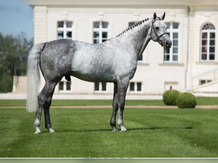Selle Francais Hengst 1 Jahr Fuchs in Boursay