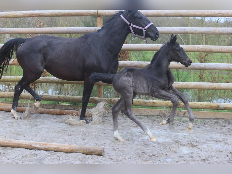 Selle Francais Hengst 1 Jahr Rappe in Salins