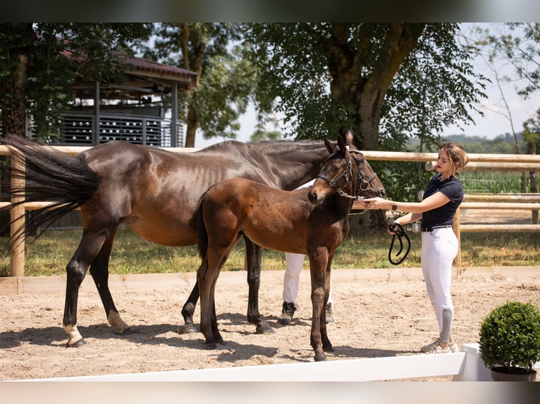 Selle Francais Hengst 1 Jahr Rappe in Steinbrunn Le Bas