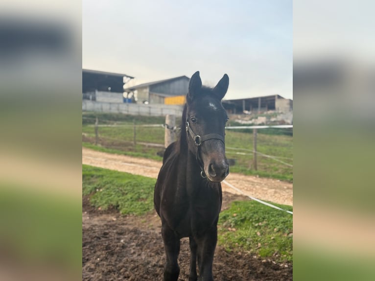 Selle Francais Hengst 1 Jahr Rappe in Molières